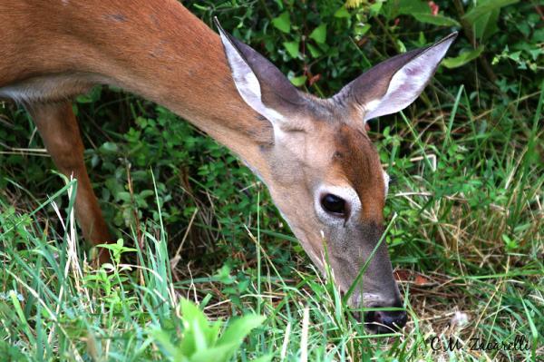 Animal wildlife in your own back yard