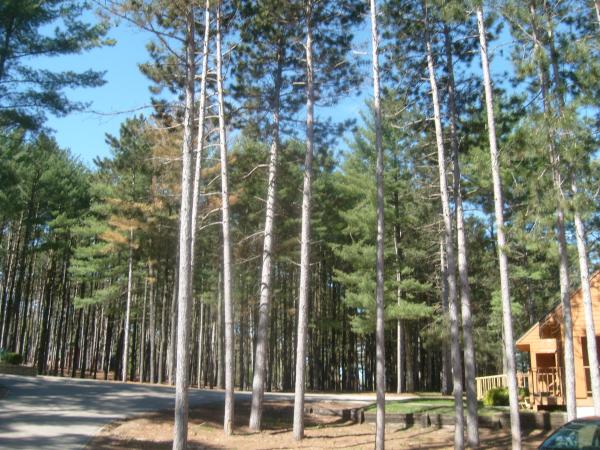 Nice trees