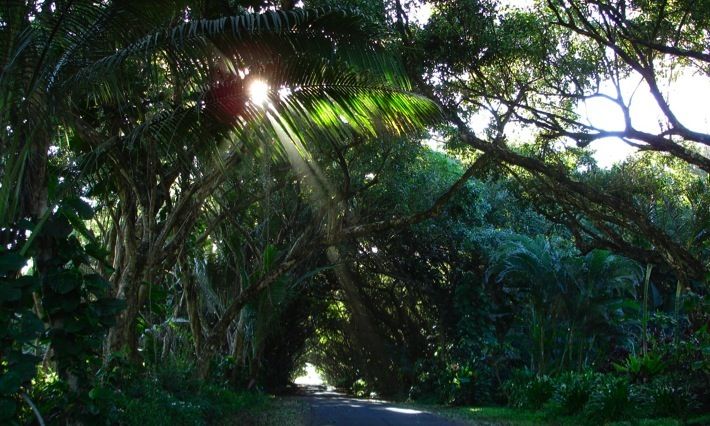 Pahoa, Hawaii, Vacation Rental Condo