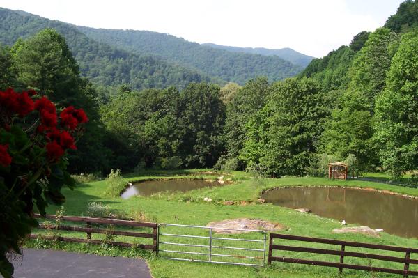 Pond View