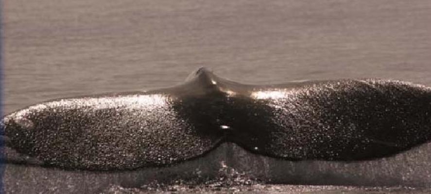 Whale Watch