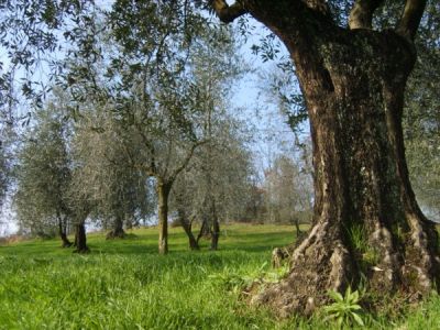 Casa Rossa private park