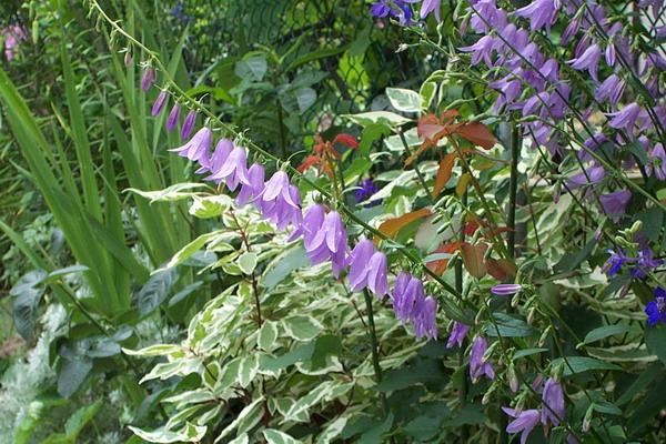 Flower Garden