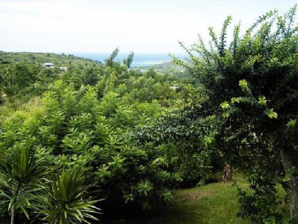 View from Garden