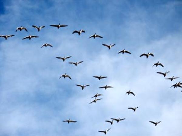 Snow Geese