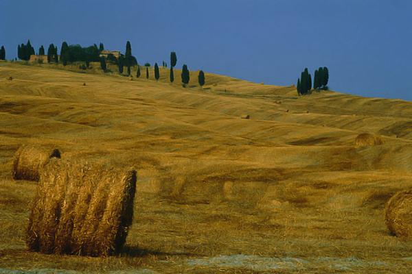 Farm View