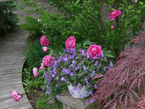 Flowers on wallway