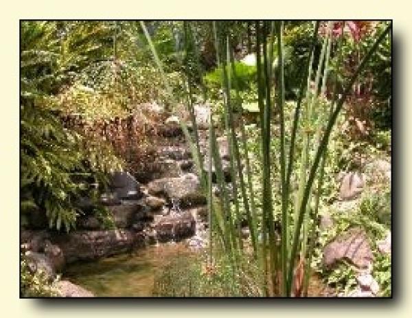 Gentle waterfall in the Tropical Gardens