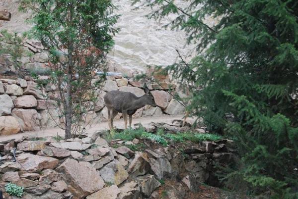 Deer In Driveway
