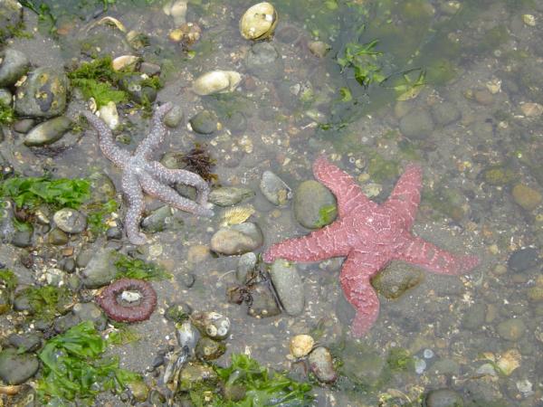 Low tide exploring