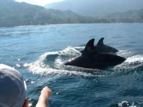Previous renters watching Orca whales nearby.