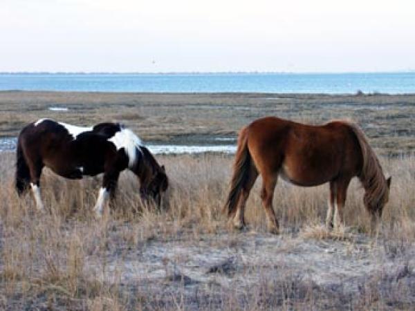 Assateague Ponies