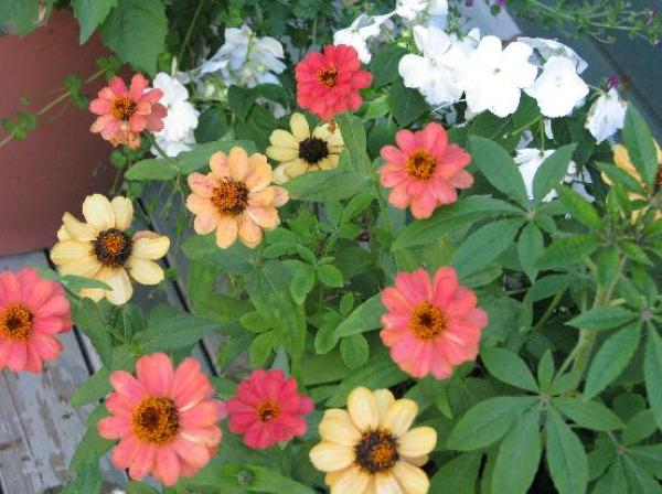 Deck Flower Pots