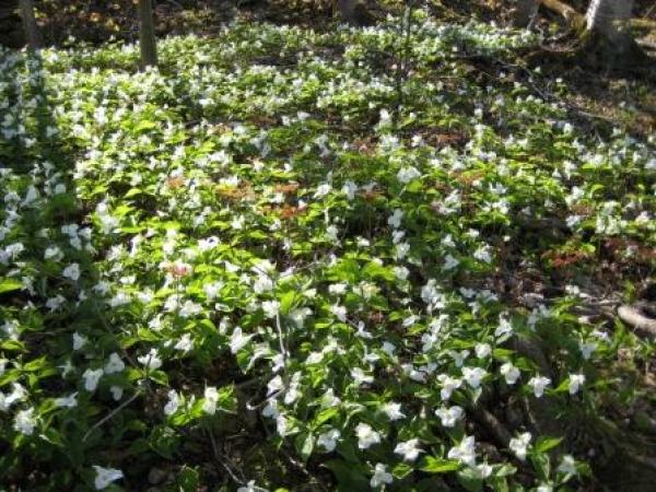 Flowers in Spring