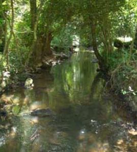 Trout stream