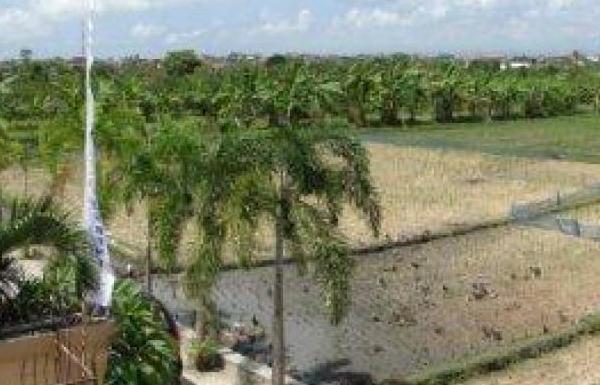 View from Orchid Room - Rice Harvesting Done