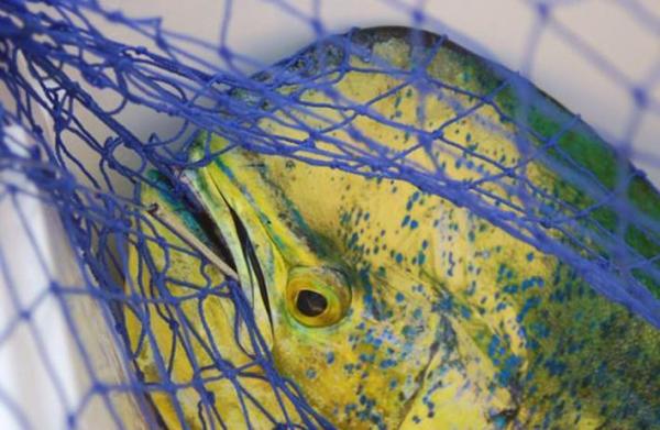 How about catching a Dorado for dinner?