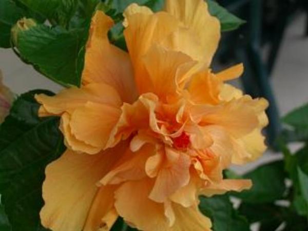 Flowers in Playa Royale