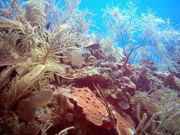 Reef diving