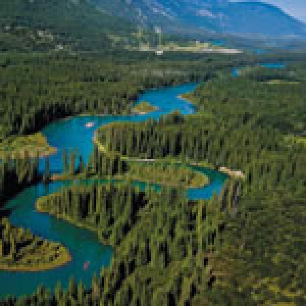 Bow River Wildlife Corridor-bear, coyote, cougar