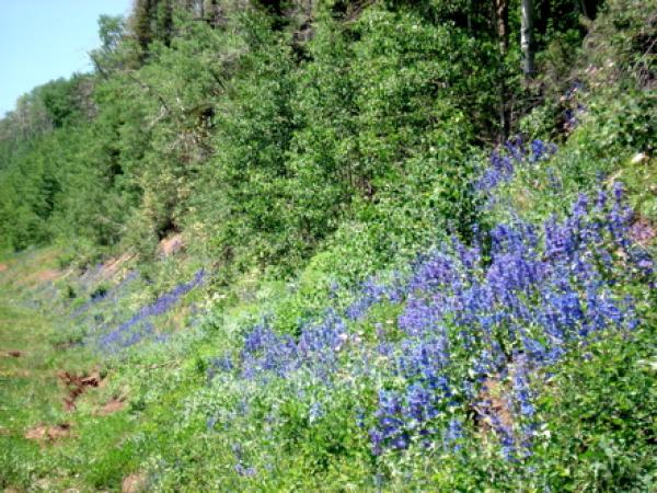 Hiking, Park City summers...