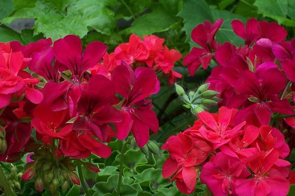 Flower Garden