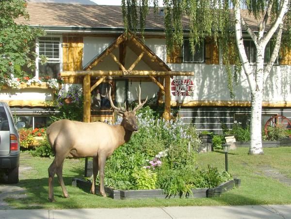 Our friendly neighbour passing by