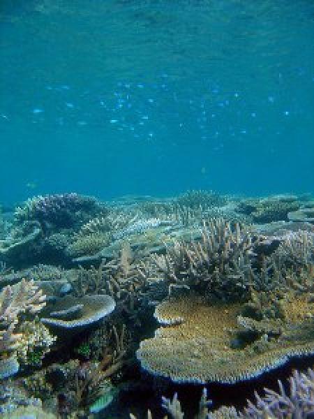 Snorkeling 