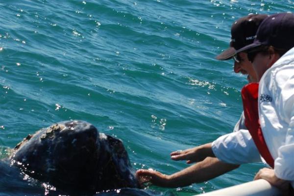Consider Magdalena Bay and pet a grey Whale! Yes!