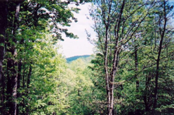 View from Ponderosa's Backyard