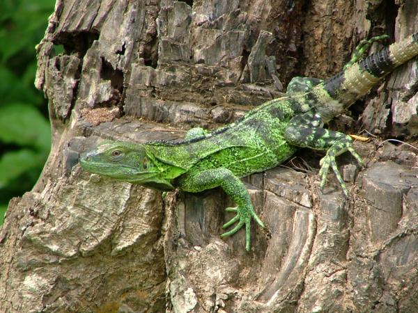 Some Wildlife Nearby