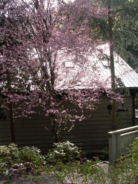 The Madrone Home