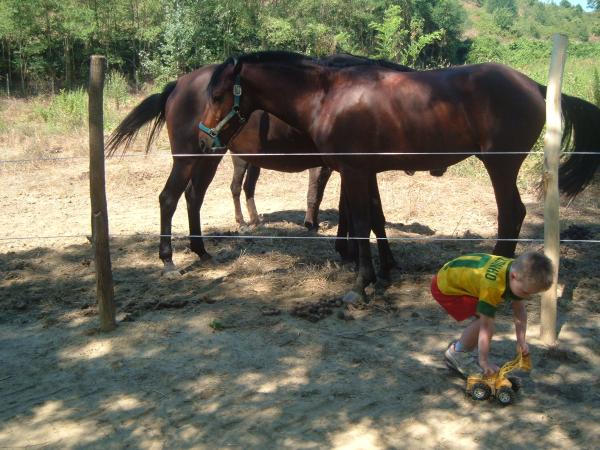 The Horses with a little friend