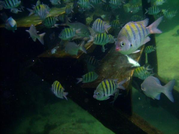 The fish are waiting for you